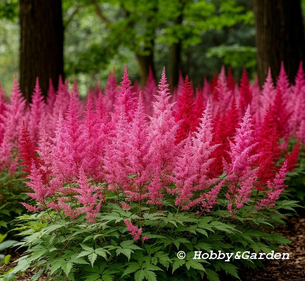 «Vision in Pink», «Vision in Red»