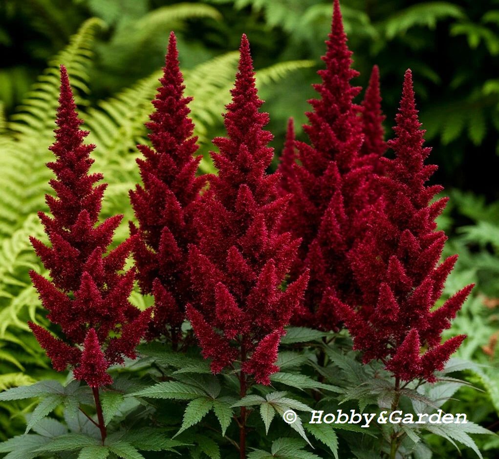 «Burgundy Red»