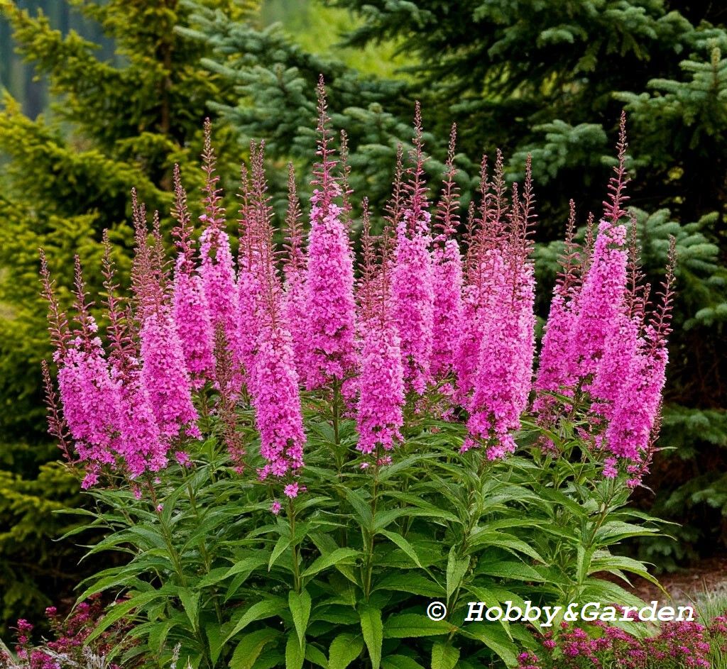 Дербенниковые (Lythraceae)