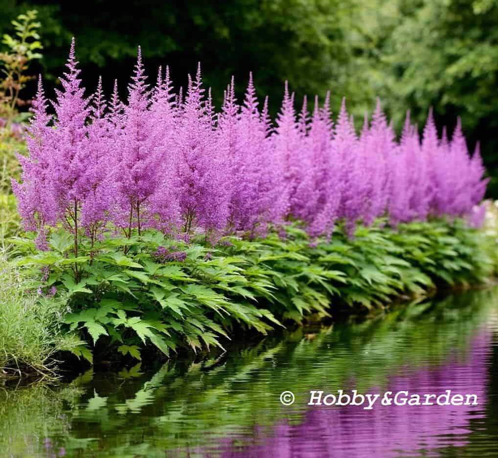 Purple Candles у воды