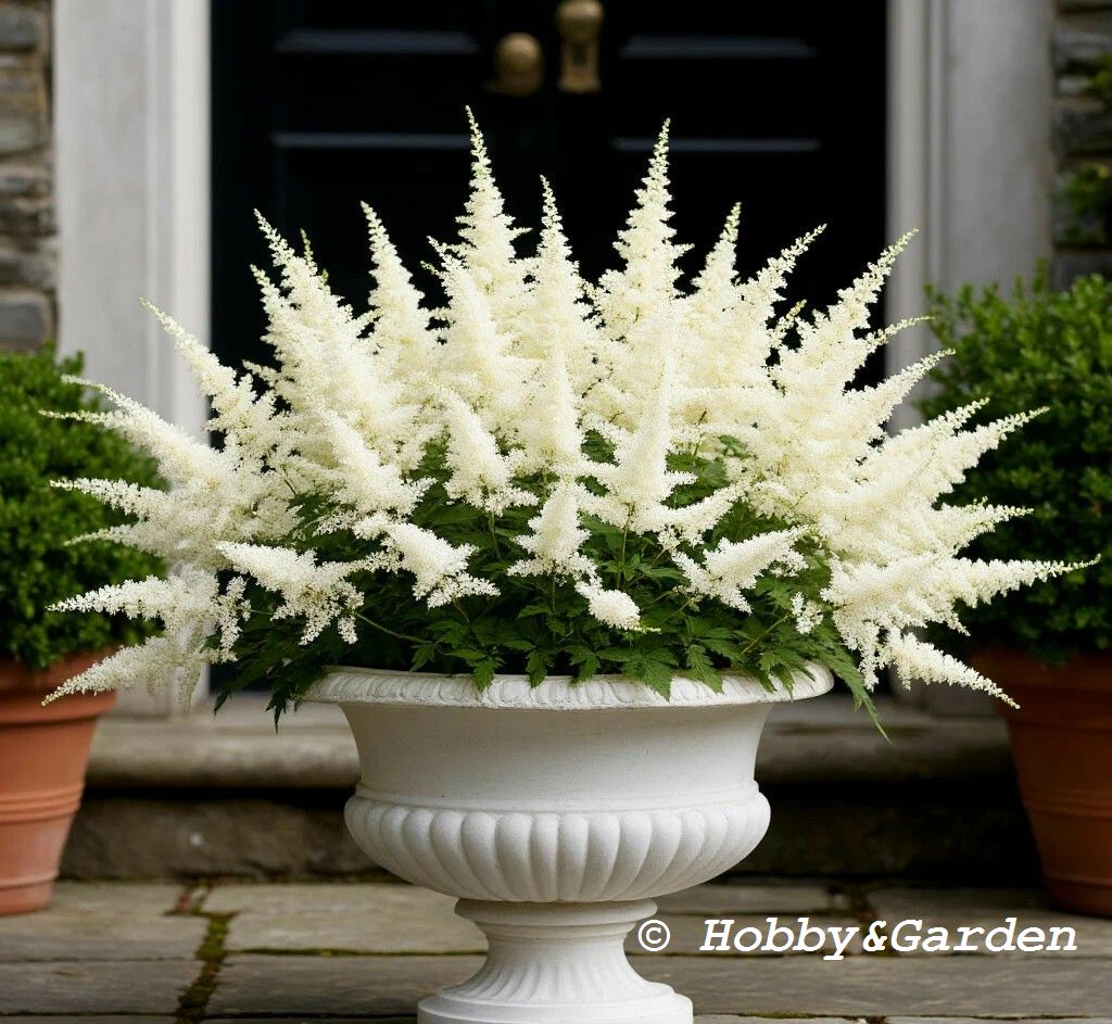 Weisse Gloria (White Gloria) 1